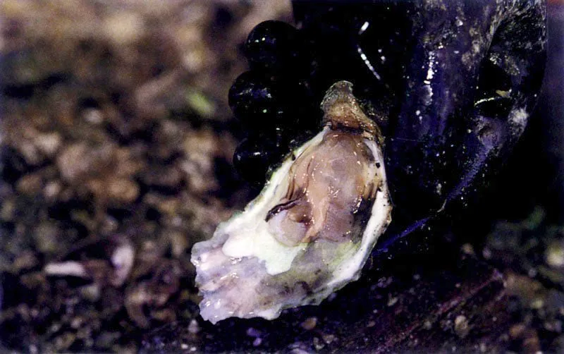 Las ostras, Crassostrea rhizophorae, son los habitantes ms caractersticos de las races del mangle. Estos moluscos se fijan a ellas con una de sus valvas y desde estas perchas filtran el agua del manglar rica en nutrientes.
 