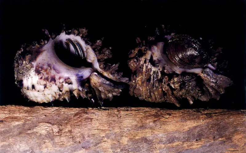 Las ostras, Crassostrea rhizophorae, son los habitantes ms caractersticos de las races del mangle. Estos moluscos se fijan a ellas con una de sus valvas y desde estas perchas filtran el agua del manglar rica en nutrientes.
 