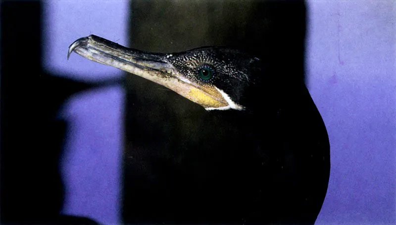 Por la forma del pico
de las aves podemos reconocer sus estrategias de cacera. El 
cormorn, Phalacrocorax olivaceus, es un gl buceador que captura su presa bajo el agua. Por 
esta razn su plumaje es denso y bien aceitado. Las garzas, como Ardea 
cocoy y Tigrisoma fasciatum tienen largos y puntiagudos picos en 
forma de arpn para cazar su presa flechndola. 
El pescador ms llamativo es sin lugar a dudas el pelcano, Pelecanus occidentalis, que al 
detectar la presa se lanza como un misil para clavarse en el agua, abriendo su especializado pico provisto de una bolsa inferior que utiliza a manera de red, de la cual pocas veces escapa la vctima seleccionada.
 