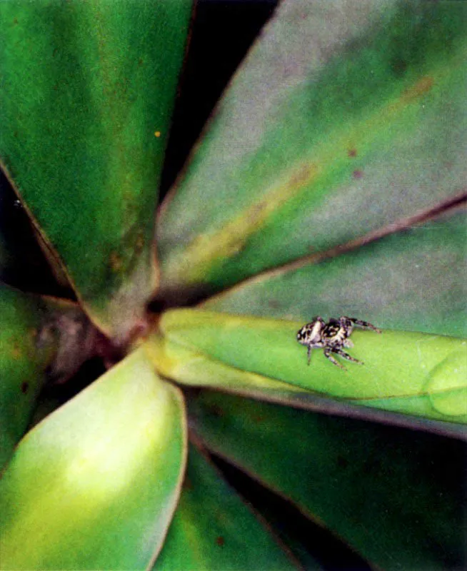 Las ramas altas y el follaje del manglar presentan todo un mundo 
viviente dominado principalmente por insectos. Estos a su vez atraen las araas, que tejen complicadas redes para capturarlos y as regular 
su nmero . 
