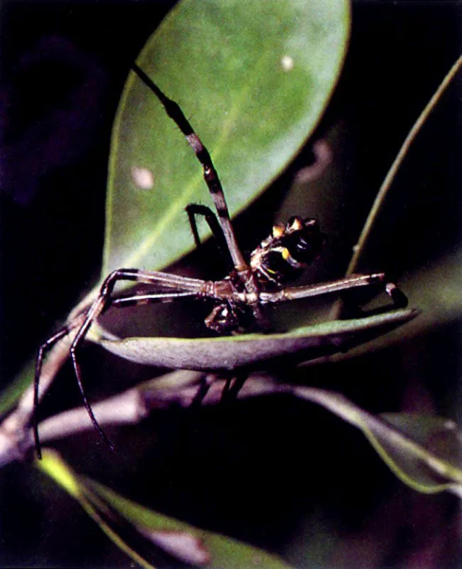 Las ramas altas y el follaje del manglar presentan todo un mundo 
viviente dominado principalmente por insectos. Estos a su vez atraen las araas, que tejen complicadas redes para capturarlos y as regular 
su nmero . 