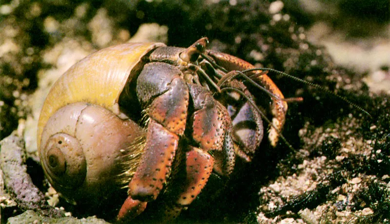 Innegablemente el dandy del manglar es el cangrejo tasquero, Goniopsis cruentata, 
arriba y centro, que se caracteriza por tener una coloracin muy llamativa 
y por su gran habilidad para trepar por los 
troncos. Gran oportunista, come cualquier cosa que se le atraviese en el camino. Raspa algas del tronco, come ptalos y llega a capturar otros cangrejos mas pequeos. El ermitao, Coenobita clipeatus,es otro curioso habitante del suelo del manglar. Protege su abdomen desnudo con un caracol que arrastra por todas partes. Se ha especializado en comer carroa y material orgnico. 