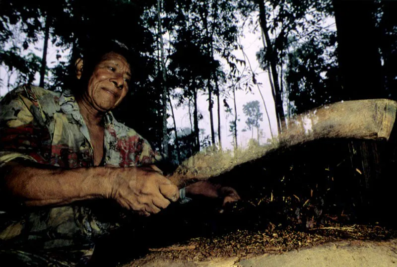 En la penumbra del bosque Amaznico, un ayudante de chamn golpea ceremonialmente los trozos de Yag para desmenuzarlos, facilitando
 as su larga coccin, dos das antes de la toma 
del remedio tradicional.
 Aldo Brando