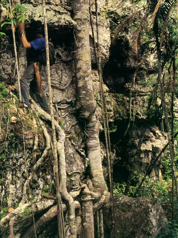 Explorador del potencial del trpico 
que incentive la conservacin del bosque, Alejandro Del Llano 
se aferra al tronco de un rbol, mientras las races enmaraadas hacen lo 
propio por mantenerse afianzadas a la roca inmemorial en las selvas del Guaviare.  Aldo Brando