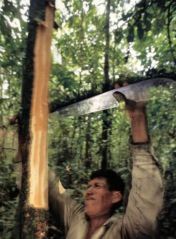 Heredero de la sabidura tradicional de su padre, el aprendiz de chamn Jos Becerra raspa la corteza de una planta medicinal, para 
el tratamiento de un paciente en la Amazonia. 
 Aldo Brando