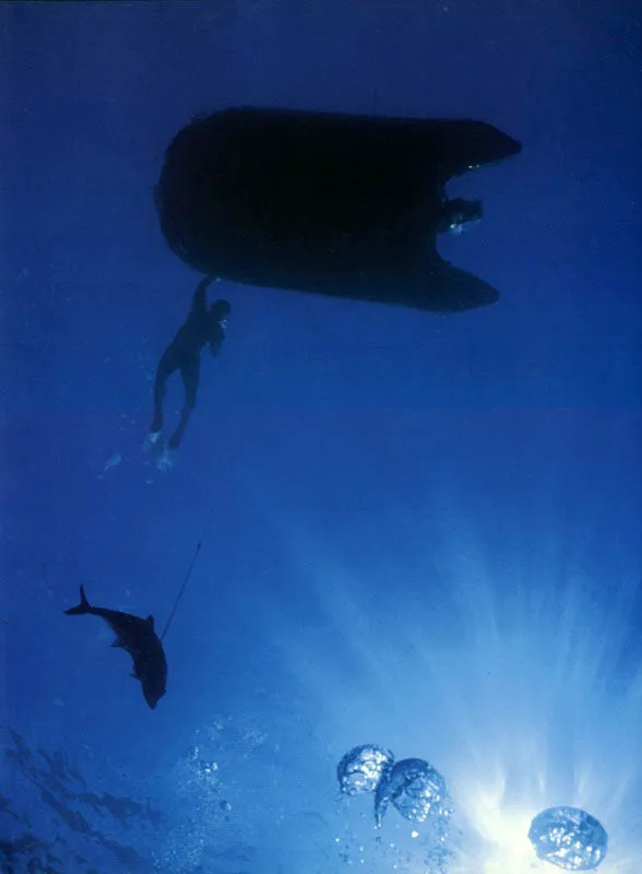 Un pescador de arpn, 
sin tanque de buceo, acude a su bote inflable en la 
superficie de Malpelo, despus de la agotadora inmersin a 
20 metros, para capturar a un pez que semeja en la silueta a un delfn.  Aldo Brando
