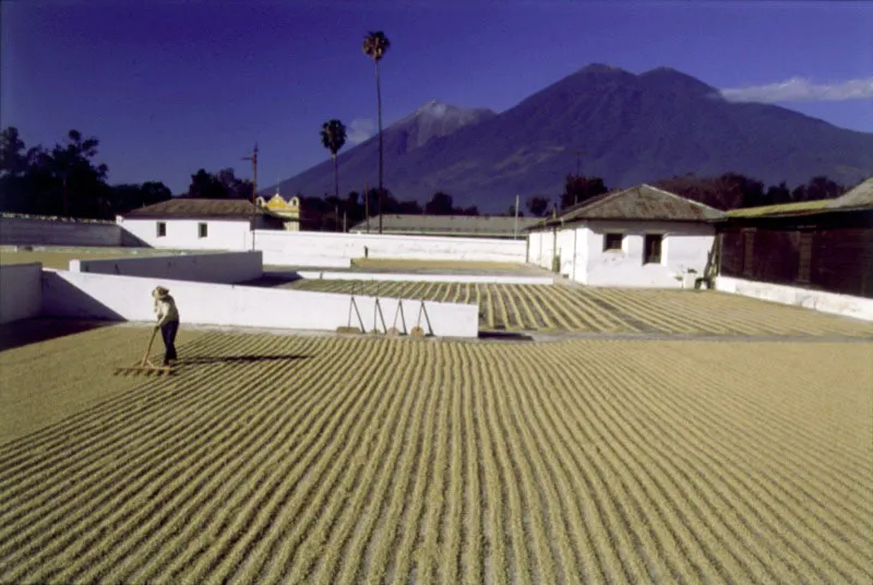 Finca Las Nubes, San Francisco Zapotitln, Suchitepquez. 
Fotografa de Eadweard Muybridge, 1875. 