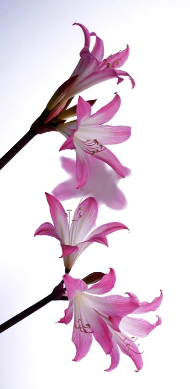 Familia: AMARYLLIDACEAE / Especie: Amaryllis belladona  / Nombre comn: Azucena rosa
 
 Csar David Martnez
