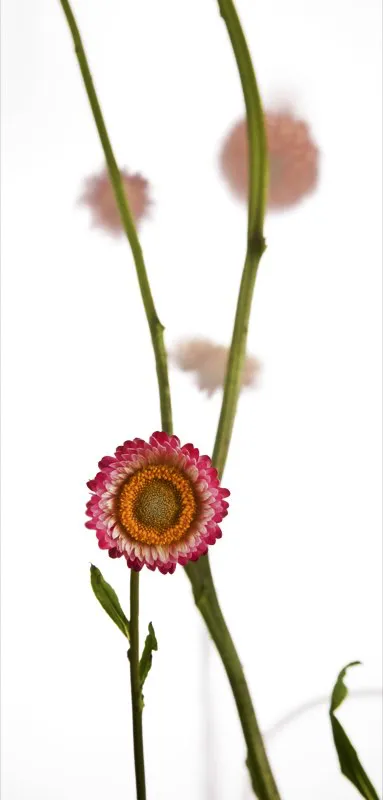 Familia: ASTERACEAE / Especie: Helichrysum bracteatum / Nombre comn: Siempreviva
 Csar David Martnez