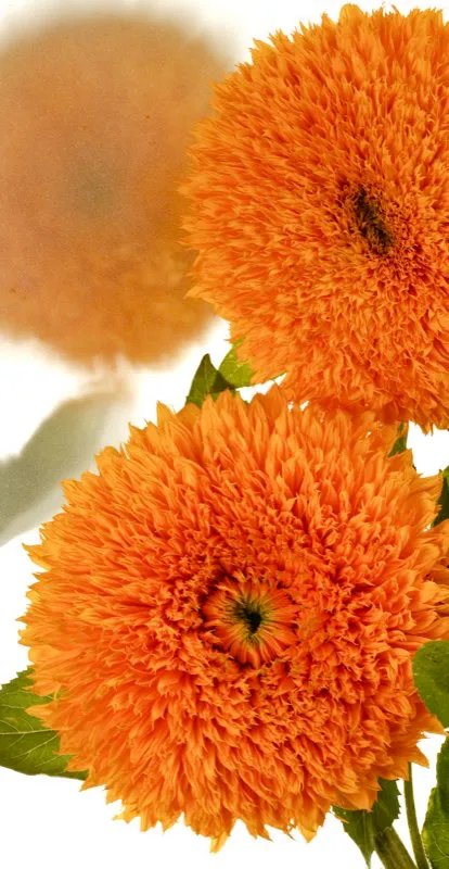 Familia: ASTERACEAE / Especie: Chrysanthemun X Hibrido / Nombre comn: Crisantemo Csar David Martnez
