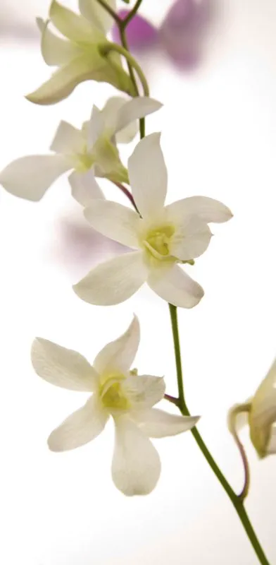 Familia: ORCHIDACEAE / Especie: Dendrobium Csar David Martnez