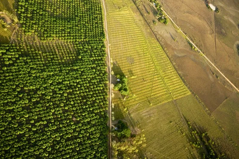 Cultivos de reforestacin en Villanueva, Casanare. 