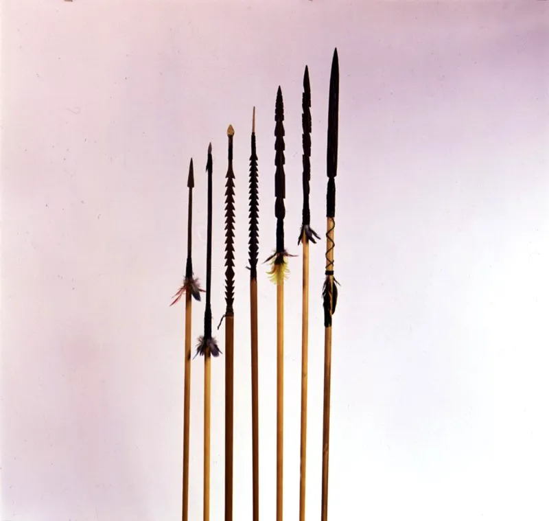 Flechas elaboradas con base de caa, con puntas talladas en madera dura, amarradas con fibra de cumare, usadas para pescar en aguas cristalinas. Amazonas
 Jos Fernando Machado