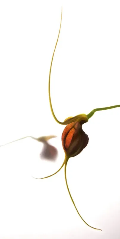 Nombre cientfico: Masdevallia trochilus // Clima: medio, fro 
