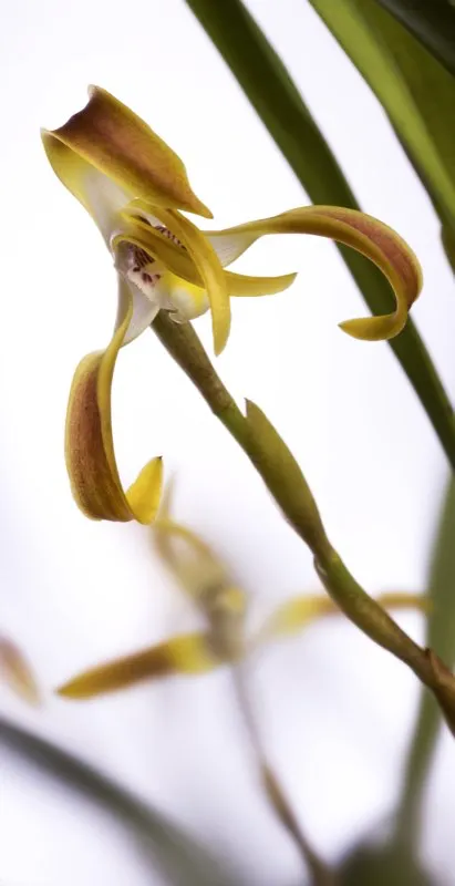 Nombre cientfico: Maxillaria luteo-grandiflora // Clima: clido 