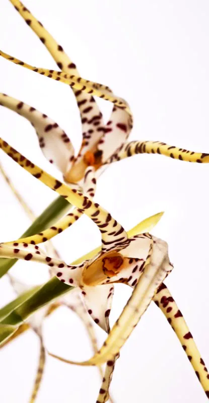 Nombre cientfico: Maxillaria speciosa // Clima: medio, fro 