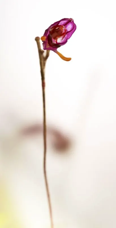 Nombre cientfico: Porroglossum rodrigoi // Clima: medio 