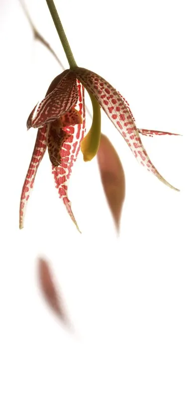 Nombre cientfico: Paphinia posadarum // Clima: medio 