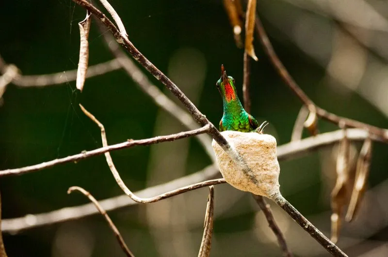 (Topacio flgido / Topaza pyra - Amazonia). Las telaraas ayudan a dar solidez al nido de este topacio flgido. Como la mayora de colibres, la topacio hembra cuida sola de sus huevos y polluelos. Murray Cooper