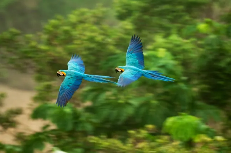 (Guacamaya azuliamarilla / Ara ararauna - Choc, Magdalena Central y Amazonia). Belleza pura: una pareja de Guacamayas Azuliamarillas vuelan ante el fondo verde del bosque. Las guacamayas son aves mongamas, que suelen volar en pares por sobre los bosques tropicales. Murray Cooper