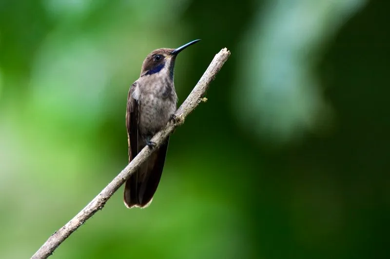 (Colibr pardo / Colibri delphinae - Andes Occidentales y Orientales). Una vez me sent en un arroyo a observar un colibr pardo atrapando insectos en pleno vuelo. Las acrobacias de este colibr son realmente fenomenales y algo nico en el mundo aviar. Murray Cooper