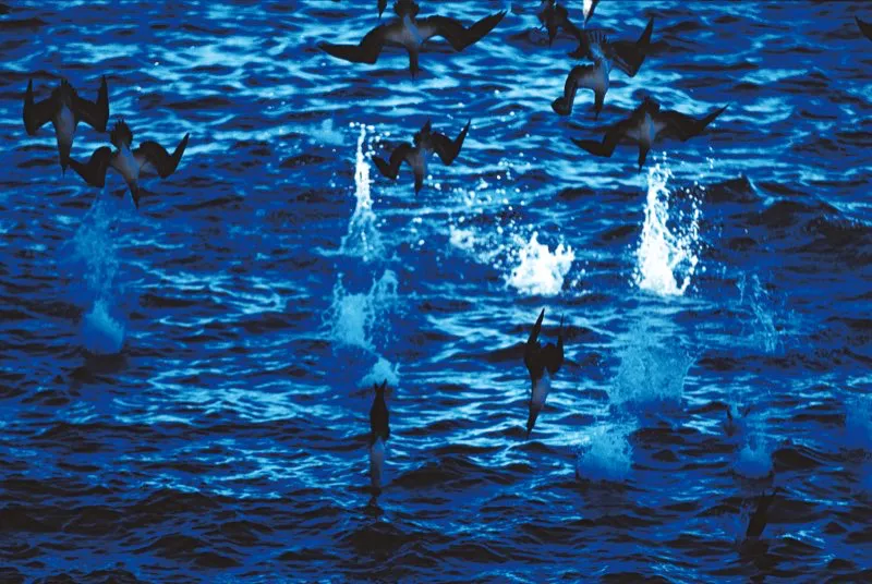 (Piquero patiazul / Sula nebouxii - Costa Pacfica). Observar a los piqueros zambullirse por peces es un espectculo: se lanzan desde alturas de 10 a 30 m (y hasta 100 m), entrando en el agua a velocidades de 100 km/h,  lo que les da la fuerza para sumergirse hasta profundidades de 25 m busca de su presa. Murray Cooper