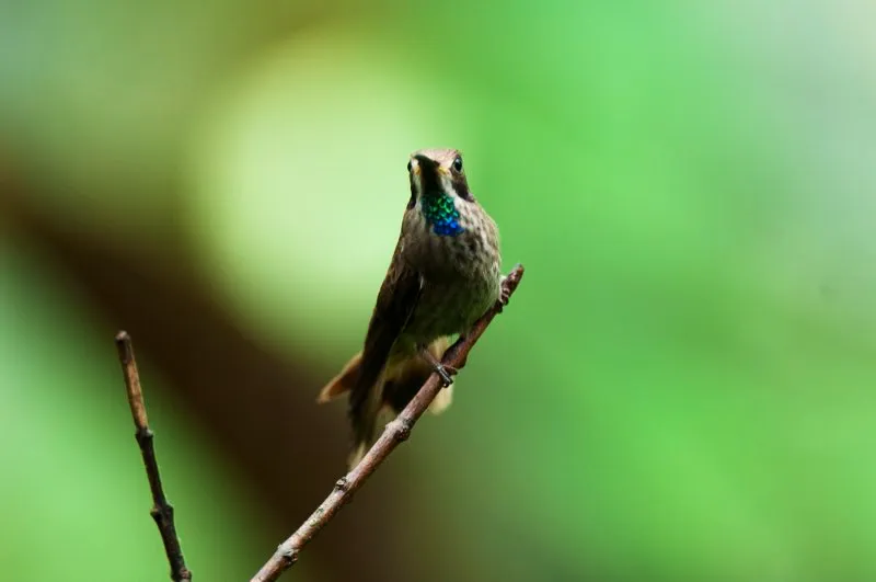 (Colibr pardo / Colibri delphinae - Andes Occidentales y Orientales). Los colibres son clebres por sus colores iridiscentes, que suelen ubicarse de forma estratgica en sus cuerpos, para relucir al mximo. En general, las gorgueras y coronas son refulgentes. Este colibr pardo es opaco, pardo llano, pero su garganta muestra un parche verde y azul iridiscente. Murray Cooper