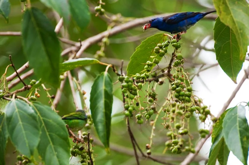 (Dacnis azul / Dacnis cayana - Tierras bajas de toda Colombia). El dacnis azul se encuentra a lo largo y ancho de colombia, pero no siempre se ve tan impresionante! Aquellas aves de tono ms purpreo habitan en el Valle del Magdalena, mientras en el Choc y la Amazonia son ms azul turquesa. Murray Cooper