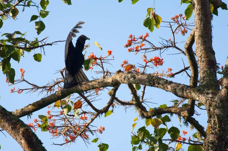 (Gallinazo negro / Coragyps atratus - Toda Colombia). Con sus alas abiertas de par en par, este gallinazo negro parece adorar al sol. Los gallinazos son aves comunes en toda Colombia, y siempre se observan planeando muy arriba, buscando la prxima carroa. Murray Cooper