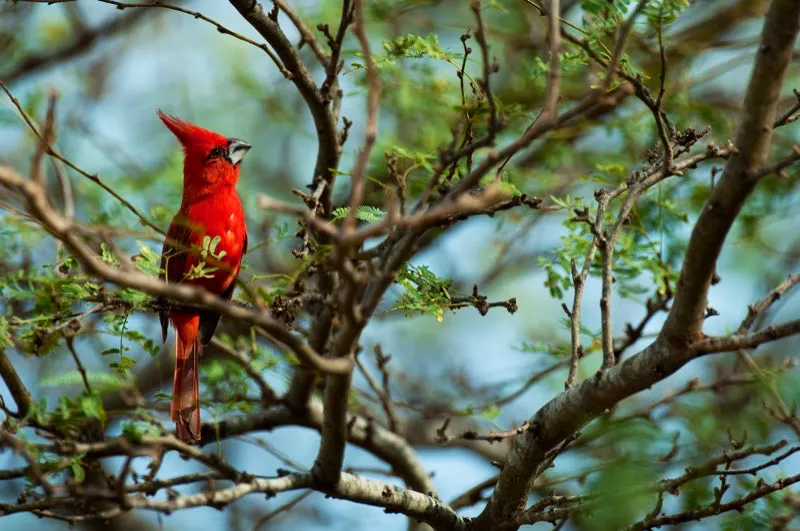 (Cardenal guajiro / Cardinalis phoeniceus - Guajira). Contra los colores montonos del desierto guajira, este flash de rojo puede ser solamente el macho del cardenal guajiro, un pjaro que solo se encuentra en Colombia y Venezuela. Murray Cooper