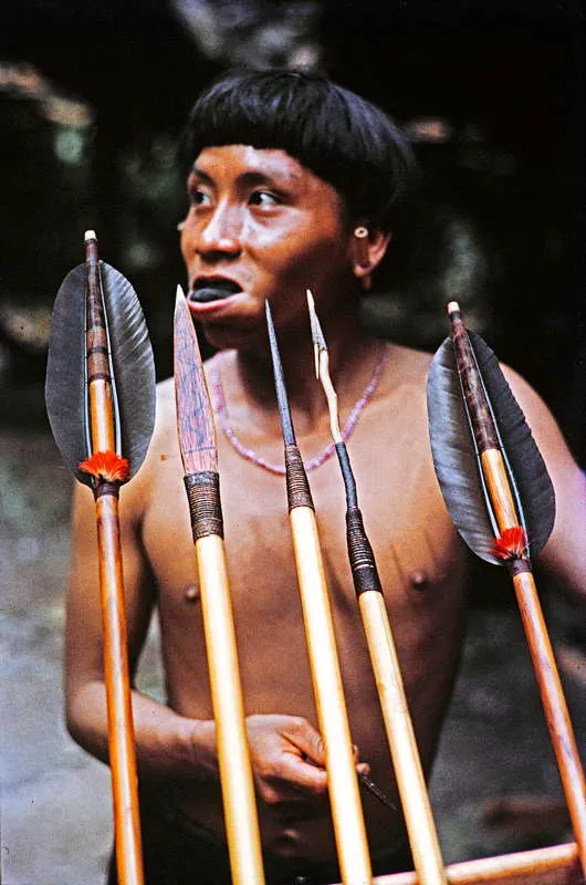 Un hombre joven yanomam prepara su armamento antes de una salida de varios das fuera de su campamento. Las lanzas emplumadas y la bola de tabaco en su boca sern acompaantes indispensables de las jornadas en que deber mostrar su pericia. 