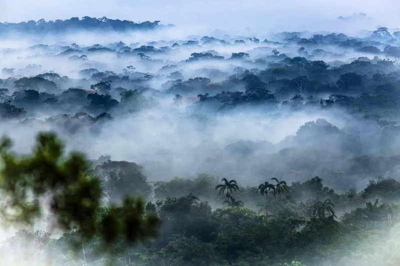 La selva es la casa de los animales y las plantas y es el hbitat que provee, con sus diferentes nichos, la comida permanente para los grupos cazadores-guerreros o los hombres jaguar selvticos. La determinante condicin de aprovisionamiento y uso de recursos dentro de estas extensas planicies boscosas ha dependido de un manejo delicado y ecunime de flujos energticos hombre-entorno- animales y plantas, que ha permitido un largo proceso de coexistencia y sabidura para mantener la sostenibilidad. El chamanismo ha sido fundamental y determinante para el equilibrio de los flujos de abundancia. 