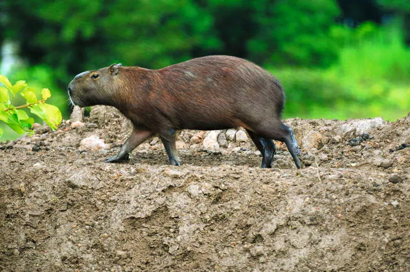 Los capibaras o chigiros (Hydrochoerus hydrochaeris) son la especie de roedor ms grande, llegando a crecer hasta 130 cm de largo y pesar 65 kg. Es un animal muy apetecido por los indgenas, ya que es una fuente extraordinaria de protena y una fuente sana de alimento. 