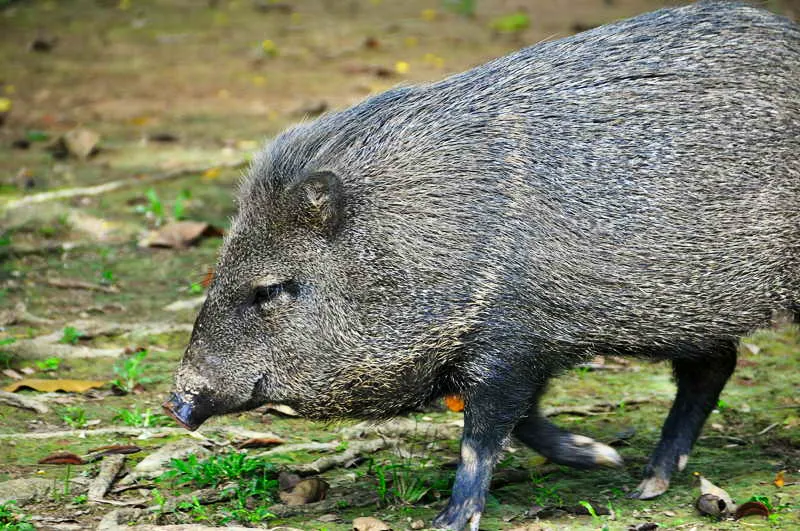 El pecar de collar o saino, como se le conoce, es una especie de mamfero artiodctilo de la familia Tayassuidae propia de los bosques tropicales lluviosos, aunque su distribucin es muy amplia en todo el continente suramericano. 