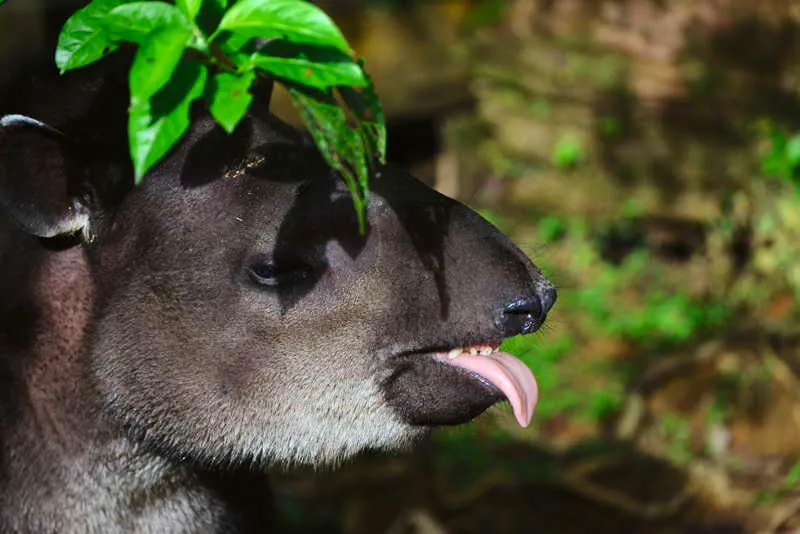 La danta o tapir (Tapirus terrestris), como el venado, se halla vinculada estrechamente a la cosmovisin de las plantas sagradas. Es un smbolo de conocimiento y sabidura. Es el abuelo(a) y el ser que relata la mitologa de ciertos grupos aborgenes. Algunas etnias prohiban su consumo, pero para otras constitua la pieza de caza ms cotizada por su tamao y lo agradable de su carne. 