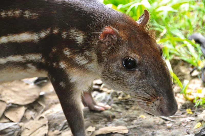 La paca vive en las proximidades de los humedales y tiene plena adaptacin dentro de los ambientes selvticos o bosque tropical, aunque se le puede ver en bosques secos de maleza densa. Prefiere reas cerca del agua. 