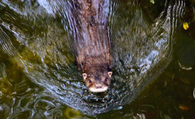 La nutria es una gran nadadora y buceadora, cuando est fuera del agua la nutria se desplaza lentamente a saltos. Por el ro, en cambio, va haciendo zig zag de una orilla a otra, jugando constantemente. Las nutrias son mamferos del orden Carnvora y la familia Mustelidae, con un peso que oscila entre los 10 y los 18 kg. Estos animales acuticos/ terrestres tienen hbitos territoriales y la mayor parte del ao viven de manera solitaria. Se alimentan de peces, crustceos, anfibios, insectos, aves y algunos mamferos pequeos, lo que las convierte en depredadores extraordinarios. Su simbolismo asociado a peces y raudales es evidente. 