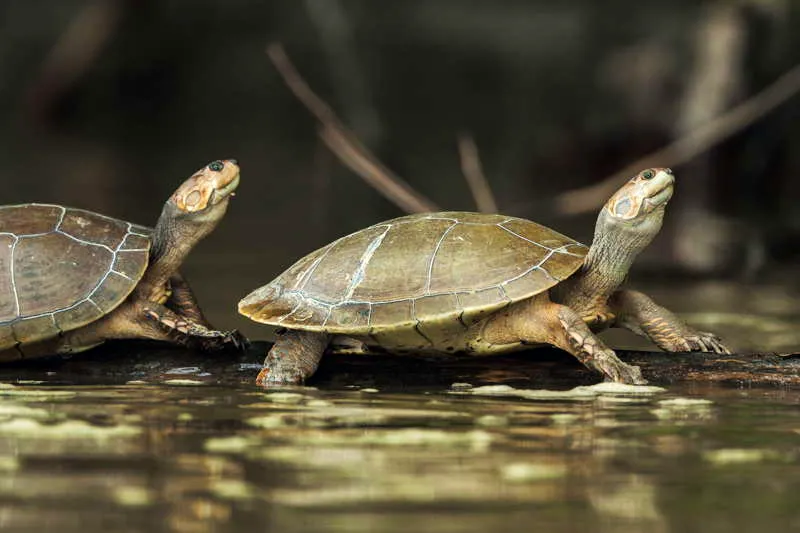 La tortuga charapa (Podocnemis expansa) se caracteriza por su cuello largo y su cabeza de forma parecida a la de la serpiente. Por esta razn, en algunas poblaciones amzonicas se les conoce como tortuga serpiente. Suelen asolearse sobre los troncos en grupos muy numerosos, lo que ha sido claramente destacado en la pintura rupestre de Chiribiquete al ser representadas sobre un tronco y en fila, un cono relacionado con la abundancia. 