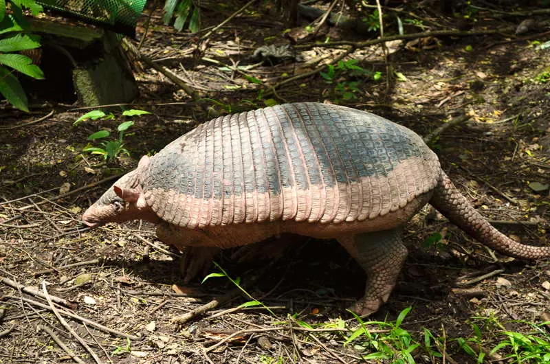 El armadillo gigante (Priodontes maximus), caracterstico de la regin amaznica, puede llegar a pesar ms de 60 kg y tener mas de 1,50 m de longitud. Su carne es muy apetecida por numerosos grupos indgenas y mestizos. 