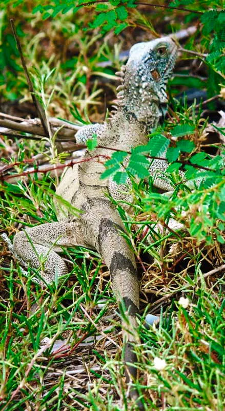 Son herbvoros y se reproducen por medio de huevos, que son colocados bajo tierra. Son animales fundamentalmente arborcolas, es decir, pasan la mayor parte del tiempo en los rboles, y lo hacen gracias a sus fuertes garras y su larga cola. 