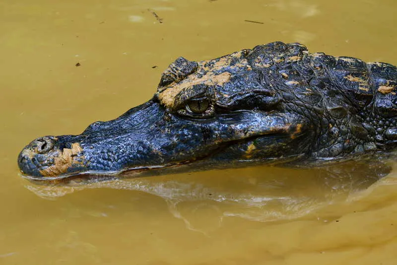 El caimn de esta imagen podra ser un C. negro (Melanosuchus niger), conocido como yacar negro, yacar assos, que tambin sirvi de alimento a los indgenas. Pero con una cabeza tan delgada y fina podra tratarse ms bien de C. intermedius, de los llanos de Colombia y Venezuela, o incluso de un C. acutus, propio de las aguas caribes y del norte de Suramrica. 