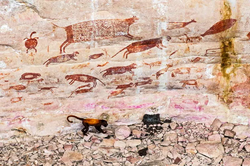 En los murales de Chiribiquete se observa una compleja interrelacin de especies faunsticas y florsticas que se relacionan con los cazadores-guerreros y con los chamanes. En este esplndido mural, se destacan varios jaguares con decoraciones geomtricas codificadas en sus torsos, acompaados por otros animales, entre ellos venados, lapas, dantas, nutrias, tortugas y peces, con un excepcional sentido de integridad y detalle morfolgico. Esta magistral imagen, del fotgrafo de NG, Steve Winter, captur el momento exacto en que un gran mono aullador deambula entre las cornisas rocosas del mural. 