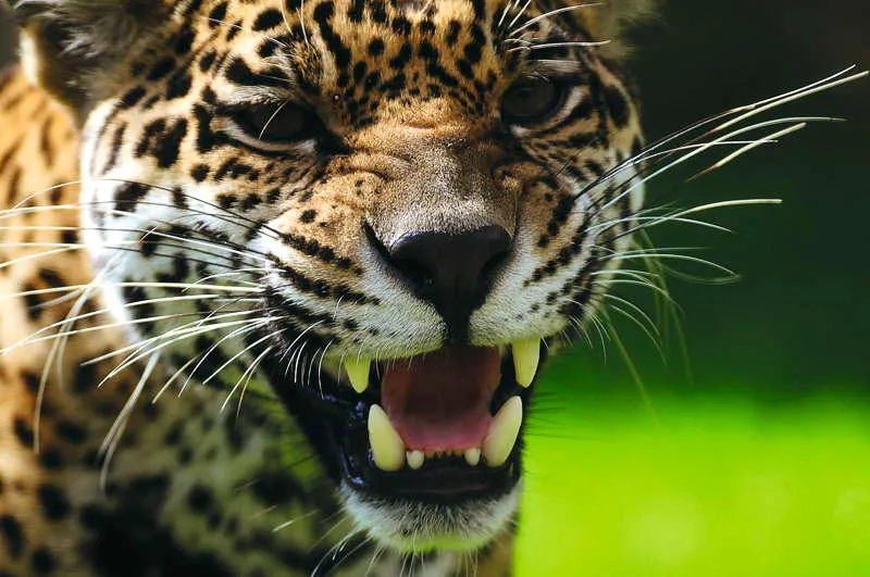 Uno de los aspectos ms sobresalientes de los grandes felinos de esta especie es que su piel es en s misma una matriz de smbolos que los chamanes pueden entender y clasificar. Las rosetas, lnulas, puntos y diseos son todo un elemento ms de metfora, mnemotecnia y codificacin felina. En otras palabras, cada jaguar lleva a cuestas su propio contenido y los rasgos de su poder. 