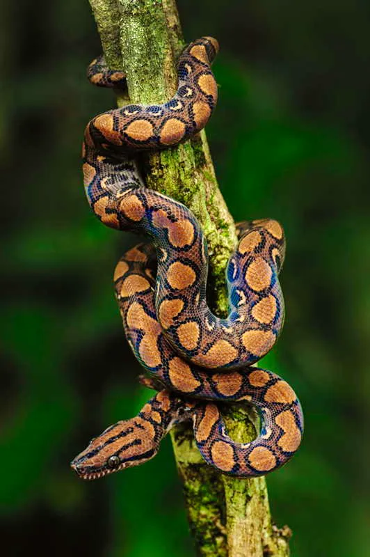 Una boa constrictor baja por un tronco en medio de la selva. Este emblemtico reptil aparece con gran frecuencia en la imaginera sagrada y en toda suerte de aspectos rituales y ceremoniales. Sus manchas, como las del jaguar, muestran patrones que son interpretados por los chamanes dentro del lenguaje simblico de la cosmogona. 