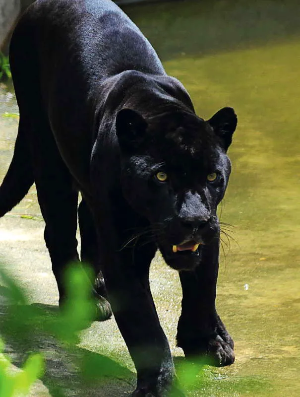 El jaguar muestra una distribucin en el continente que coincide con el rea donde podemos encontrar relaciones con la TCC. Tanto el jaguar manchado como el jaguar negro fueron objeto de admiracin y remembranza en una multiplicidad de metforas y simbolismos en un gran nmero de culturas a lo largo de la historia del Neotrpico. En la actualidad su rango de distribucin se ha reducido considerablemente, pero se sabe de registros de distribucin desde el suroeste de Arizona y Nuevo Mxico hasta el norte de Argentina. En la imagen un jaguar negro o melnico, resultado de un exceso de pigmentacin oscura en un animal, poblacin o grupo, por razones genticas, que se traduce en un ennegrecimiento de la piel. 