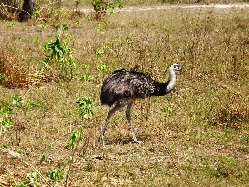 En el sur del continente se generaliz desde el inicio del poblamiento americano, la cacera de guanacos y andes en la inmensidad de las pampas semidesrticas. En estos sitios, en las representaciones rupestres (pintadas y grabadas) es reiterativo el tema de las huellas de camlidos, crvidos y andes, a tal punto que en muchos yacimientos el tridgito es como una iconografa asociada a la pisada de esta gran ave (posiblemente, Pterocnemia pennata), muy abundante en este sitio. 