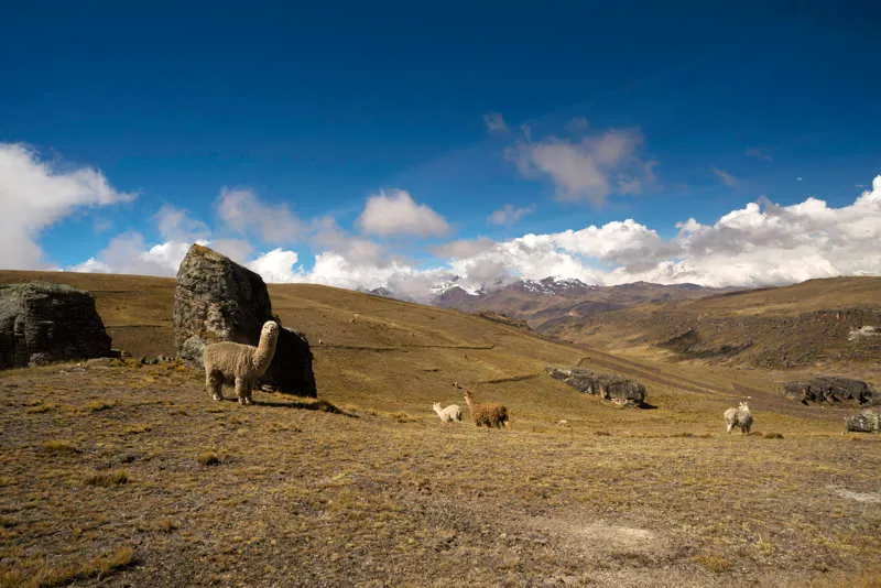 Los hombres cabeza de C se documentan en varios pases andinos y patagnicos, cazando camlidos. Numerosos registros de sitios arqueolgicos muestran que era comn la incorporacin de guanacos, venados, armadillos, andes y vizcachas. 