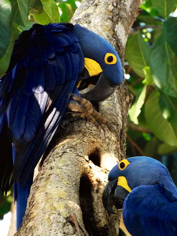 La guacamaya azul, arara azul o guacamaya jacinto (Anodorhynchus hyacinthinus) del pantanal en Brasil, Paraguay y Bolivia, es reconocida como un smbolo de continuidad y fortaleza, quiz por ser una de las aves que pueden hacer los ms largos vuelos. Sus plumas han sido sumamente apetecidas (en particular por los indios kayapo de Gorotire), ya que el color azul es vinculado con el cielo, el agua y el da, guardando, como las Azules de Chiribiquete, una fuerte relacin con el Sol y con la fortaleza felina. 