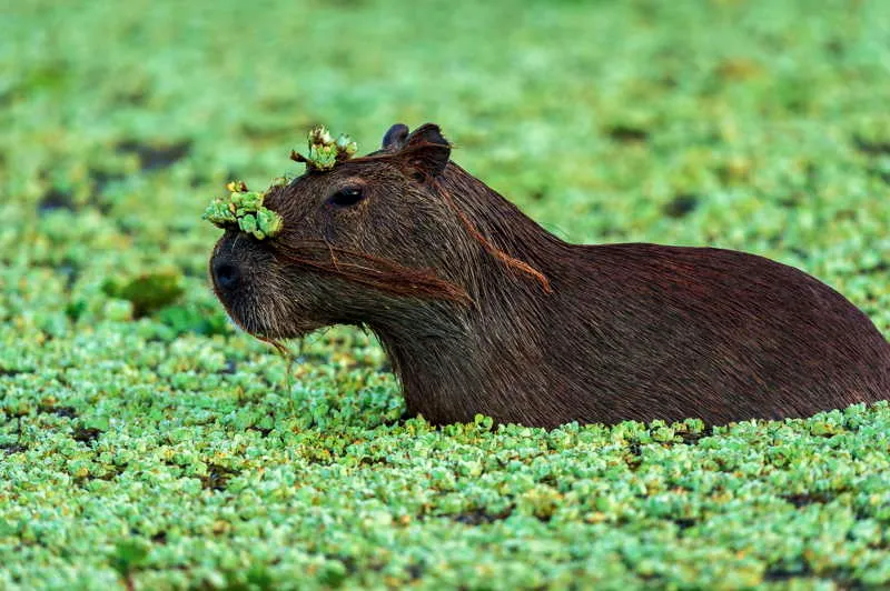 El agua de las riberas profundas y atiborradas de verde flotante, mostraba formas de vida nunca antes vistas con tanta exuberancia y promiscuidad. Tanto que los primeros hombres quedaron convencidos que estas milenarias serranas y tierras escarpadas deban ser un lugar bendecido por los dioses estelares. Era evidente que haban llegado a la maloka csmica de los animales. 