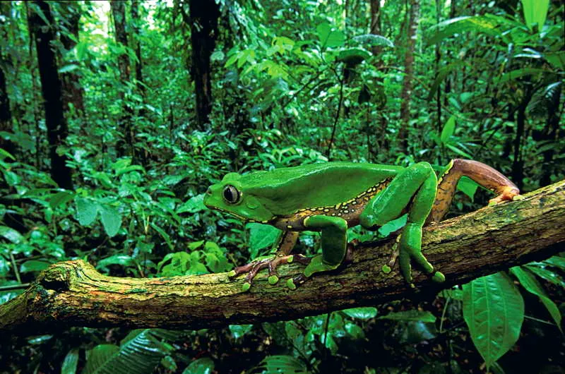 El frondoso y desconcertante horizonte verde, lleno de profundidad y efervescencia, mostraba al kamb gigante, deambulando por ramas y varas que atravesaban el espacio como signo de vida y abundancia. Rpidamente los hombres primerizos, reconoceran en este colosal sapo las bondades y la eficacia de su veneno y su vigoroso y estimulante exudado con el que haran preparados de vida y muerte. 